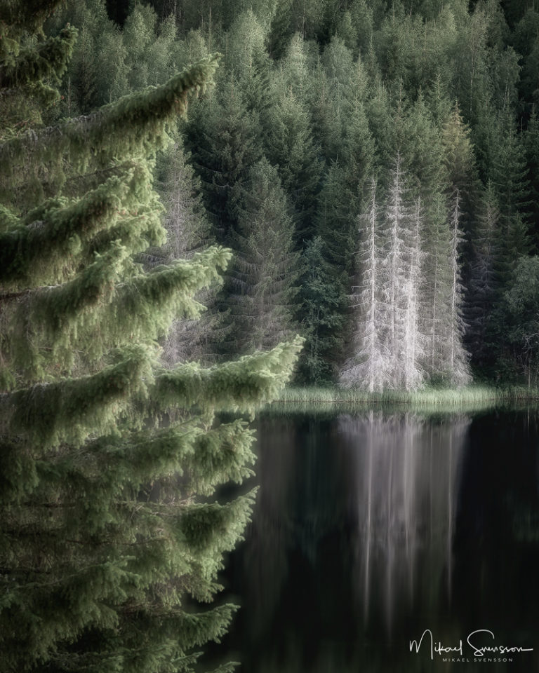 26 juli 2018. Nässjösjön, Örnsköldsvik kommun. Foto: Mikael Svensson, www.mikaelsvensson.com