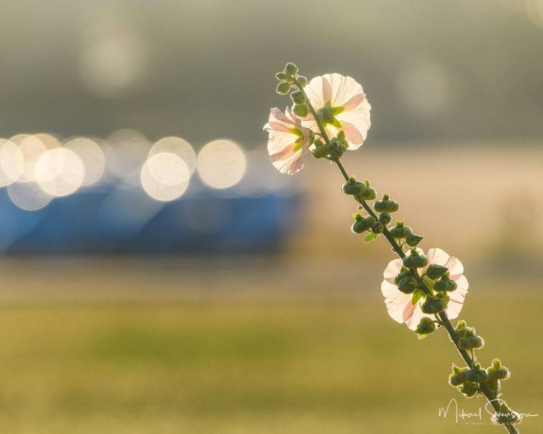 Tjolöholm, Halland, Sweden. Foto: Mikael Svensson, www.mikaelsvensson.com