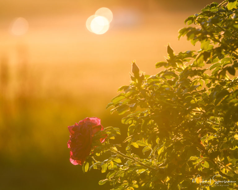 Tjolöholm, Halland. Foto: Mikael Svensson, www.mikaelsvensson.com