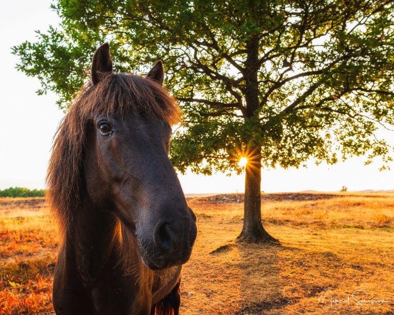 Fjärås, Halland, Sweden. Foto: Mikael Svensson, www.mikaelsvensson.com