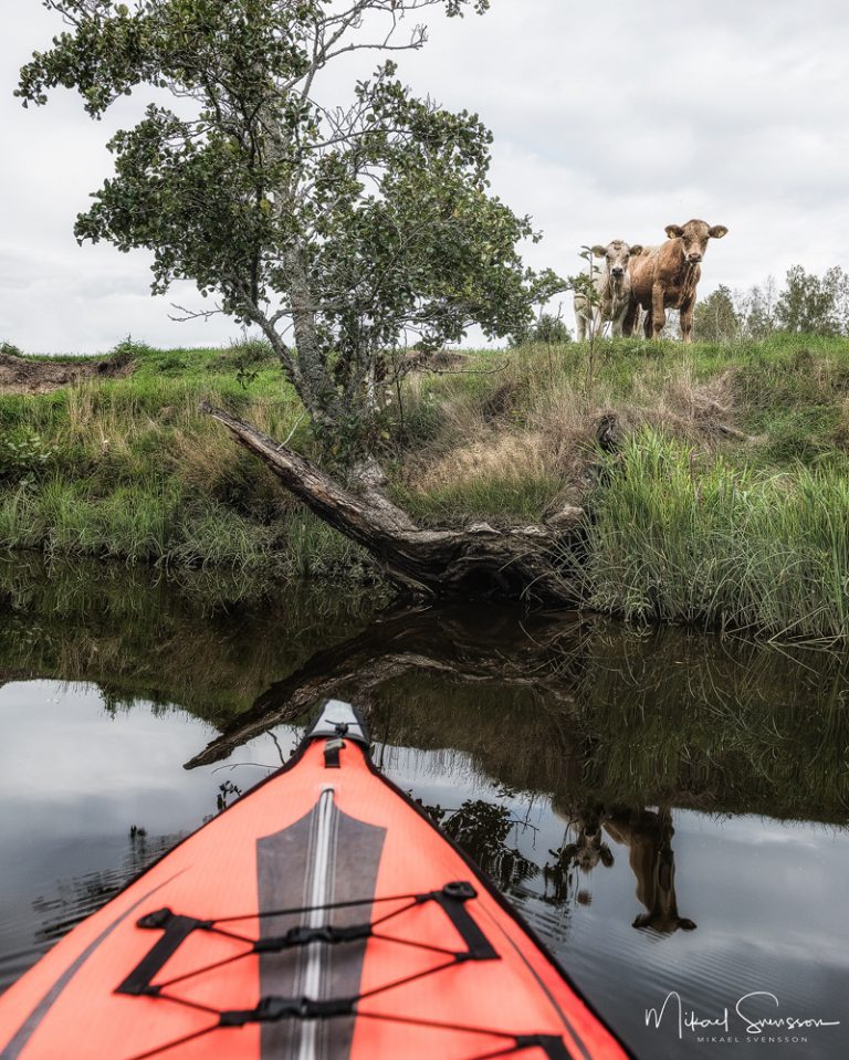 Nyfikna kor vid Gullspångsälven. Foto: Mikael Svensson, www.mikaelsvensson