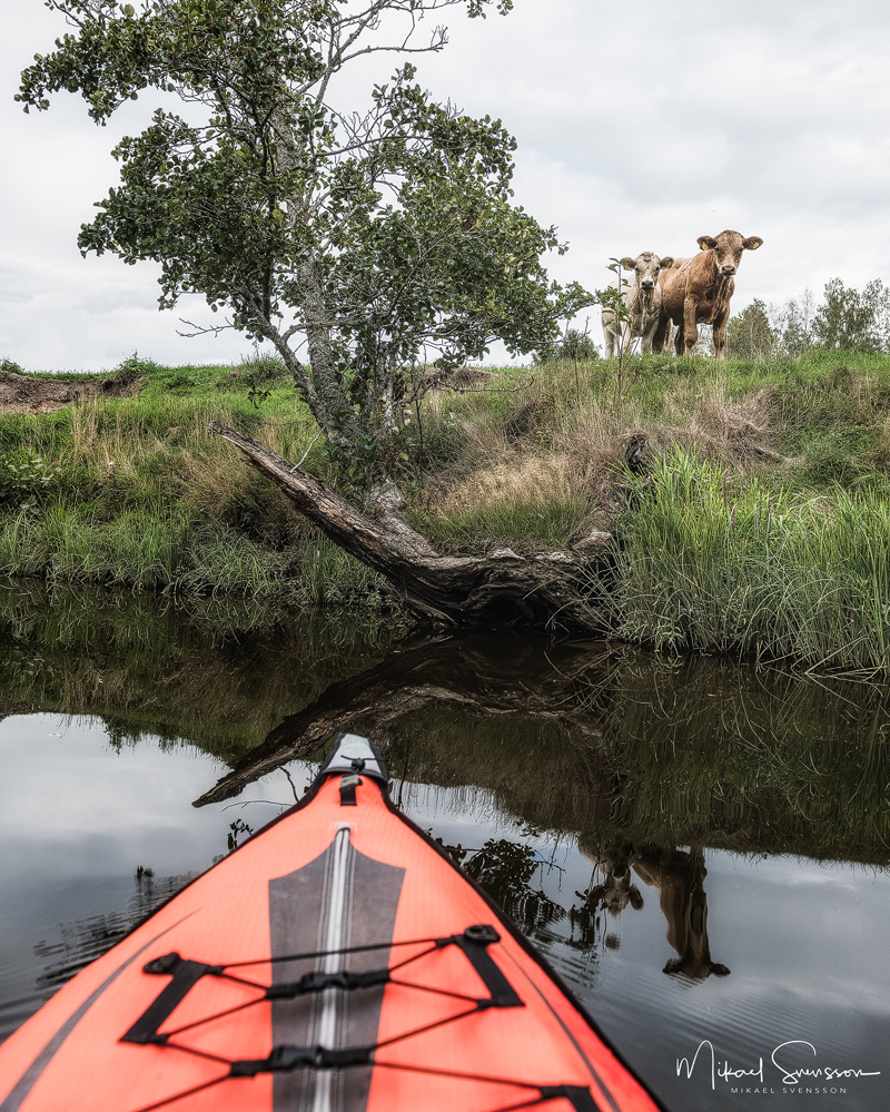 Nyfikna kor vid Gullspångsälven. Foto: Mikael Svensson, www.mikaelsvensson
