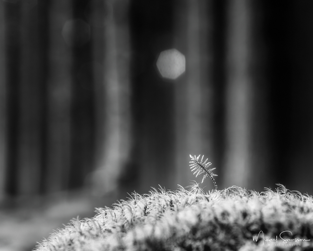 Härskogen, Härryda kommun, Sweden. Foto: Mikael Svensson, www.mikaelsvensson.com