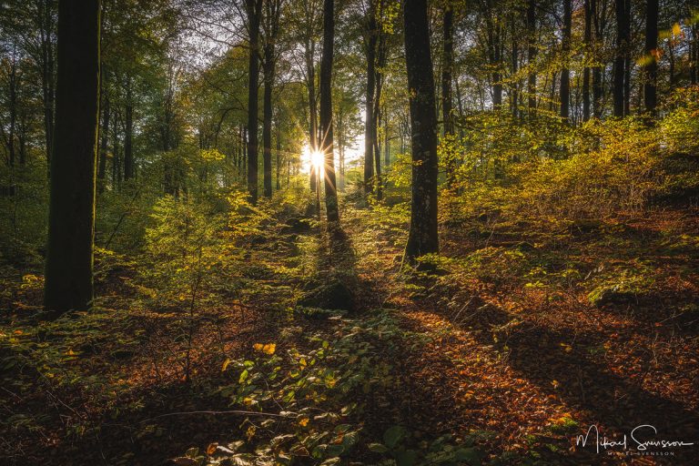 Åkulla bokskogar, Halland. Foto: Mikael Svensson, www.mikaelsvensson.com