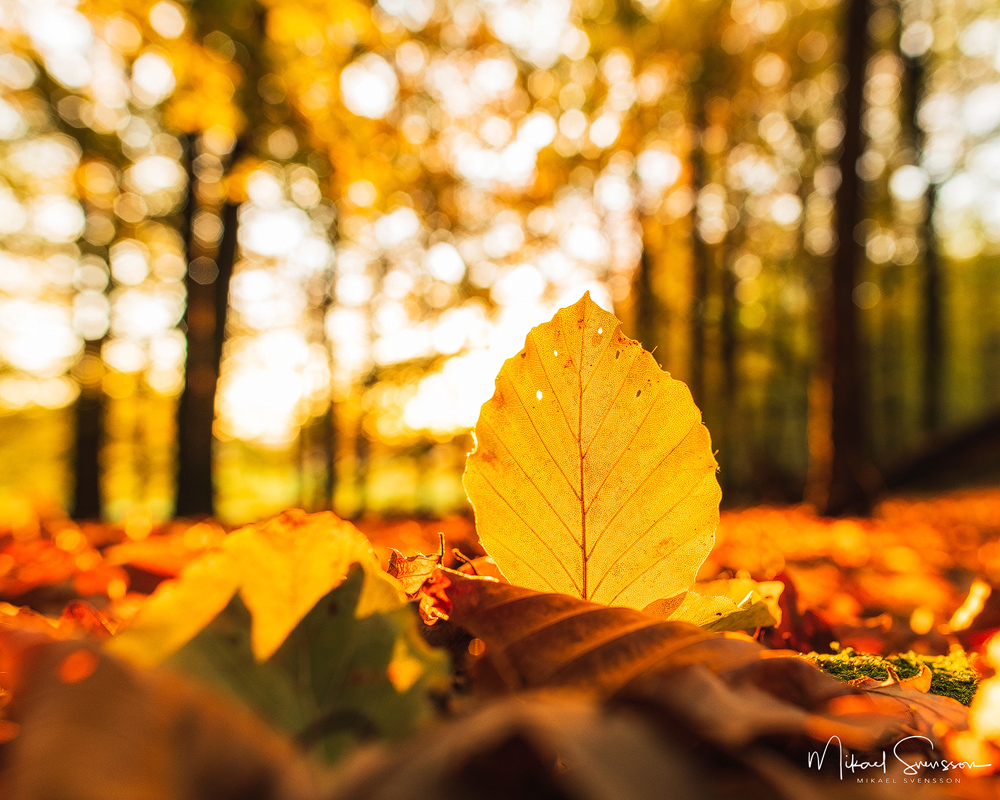 2018. Rådasjöns naturreservat, Mölnlycke. Foto: Mikael Svensson, www.mikaelsvensson.com