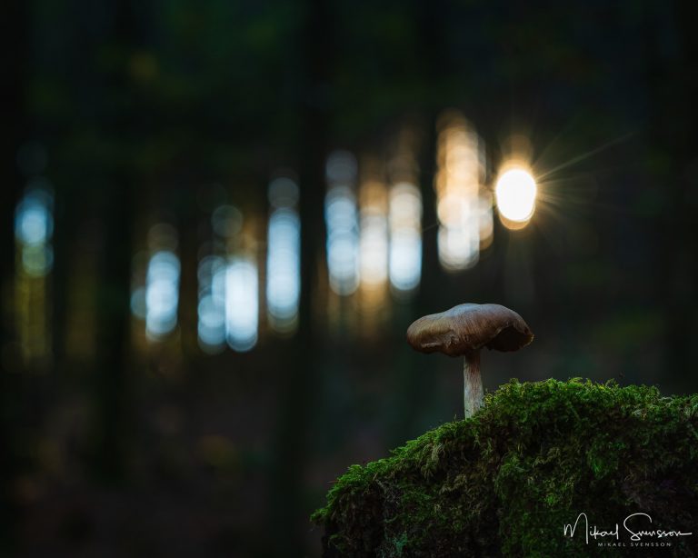 Gäddevik, Halland. Foto: Mikael Svensson, www.mikaelsvensson.com