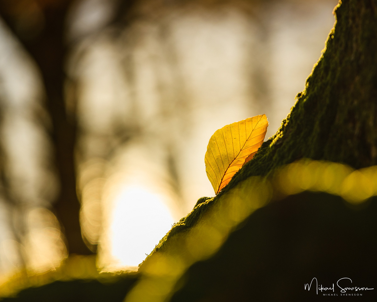 Rådasjöns Naturreservat, Mölnlycke. Foto: Mikael Svensson, www.mikaelsvensson.com