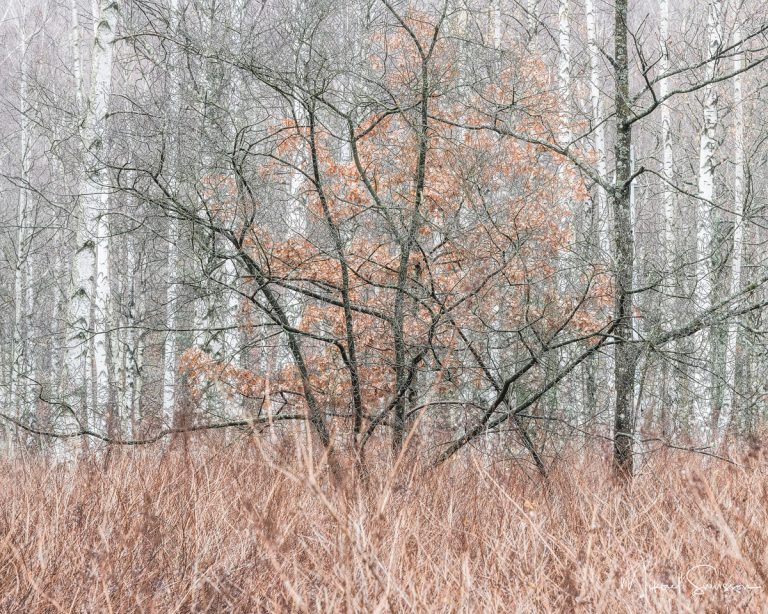 Höst vid Gunnebo, Mölndal. Foto: Mikael Svensson, www.mikaelsvensson.com