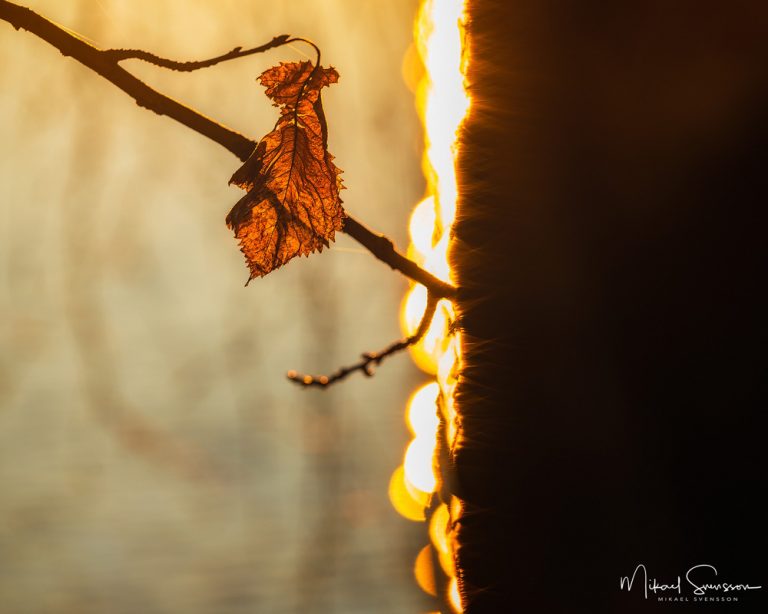 Norra Långevattnet, Mölndal. Foto: Mikael Svensson, www.mikaelsvensson.com