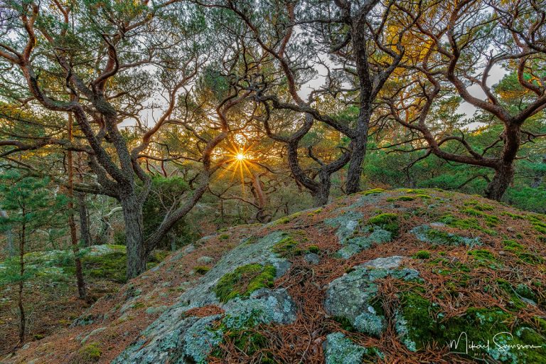 Särö Västerskog, Halland.