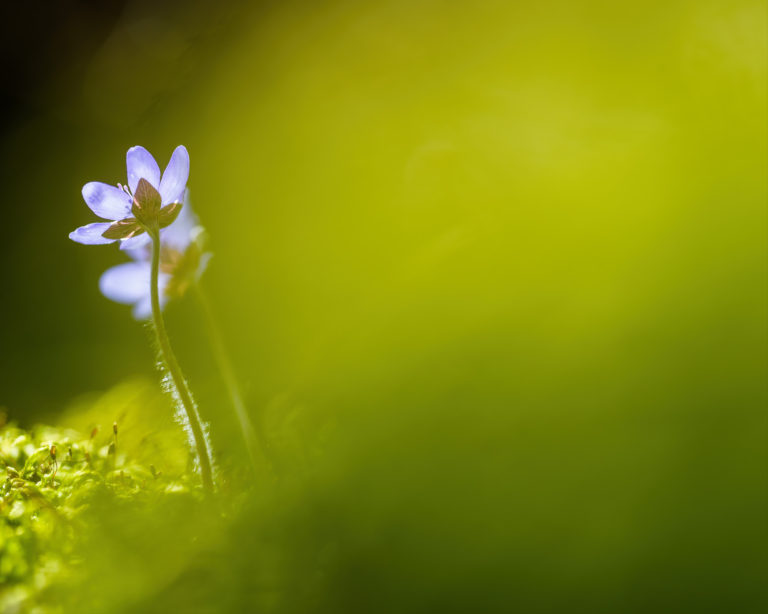Änggårdsbergen, Mölndal.