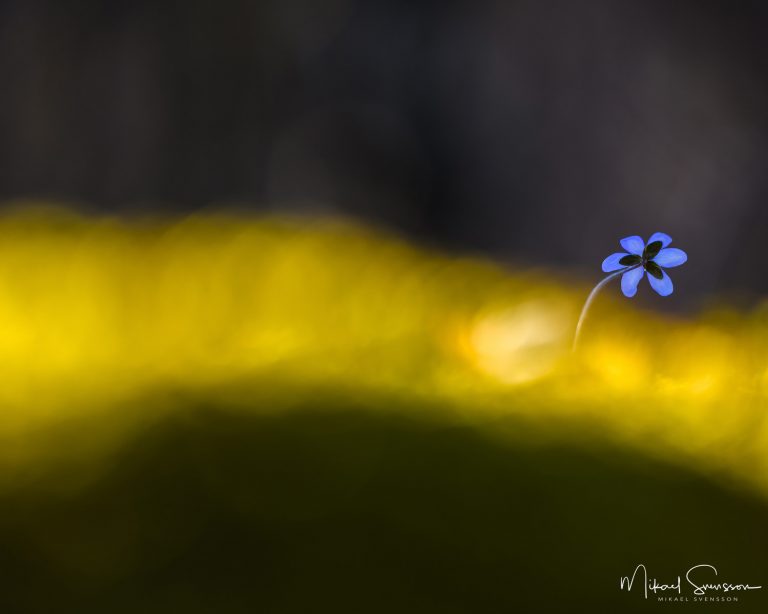 Blåsippa vid Balltorp, Mölndal.