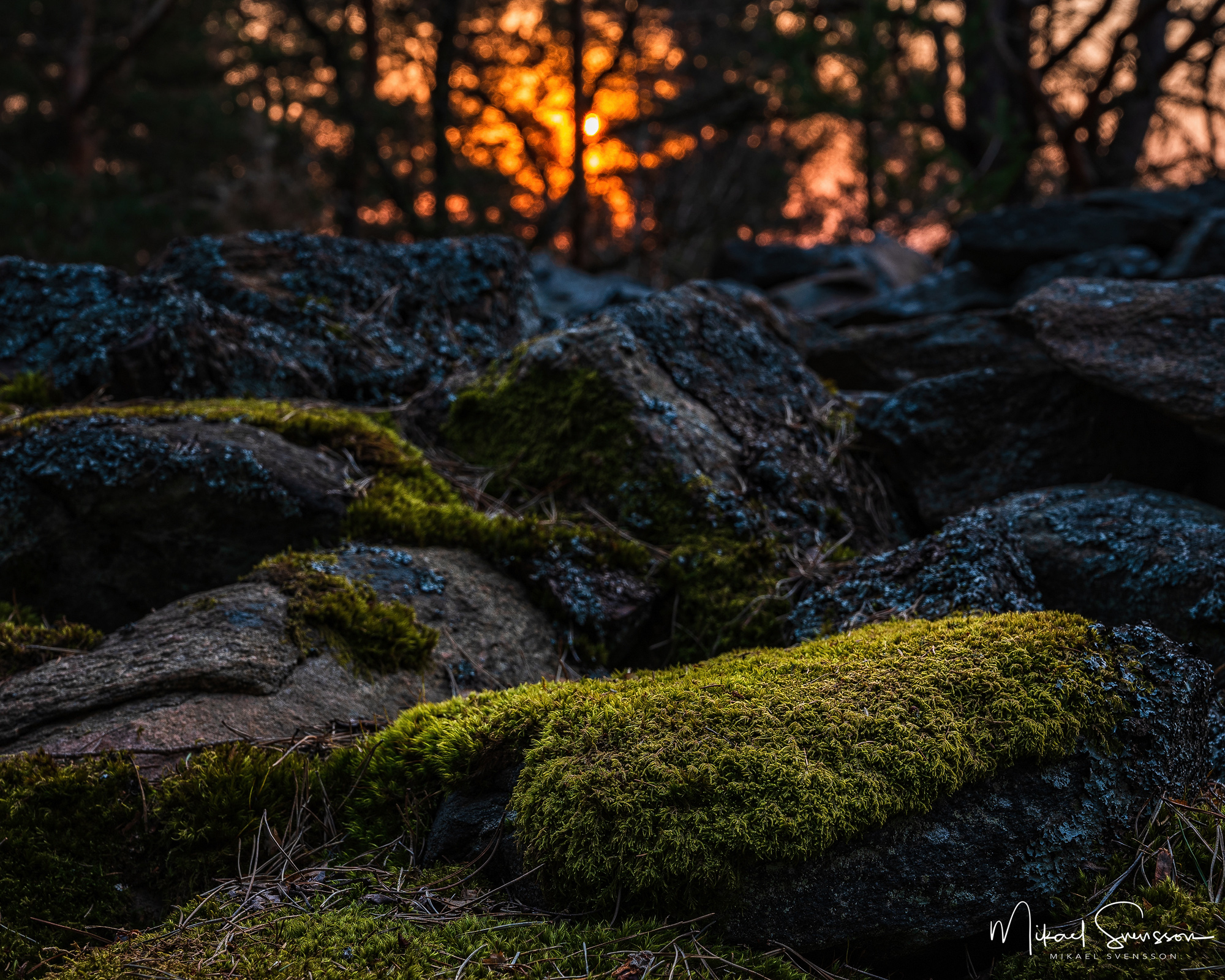 Gravröse vid Safjället, Mölndal.