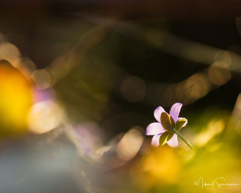 Blåsippa vid Dunsered, Mölndal. Foto: Mikael Svensson, www.mikaelsvensson.com