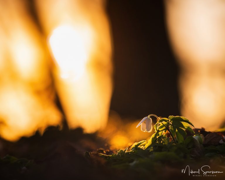 8 April 2019. Ekekullen, Mölndal, Sweden.