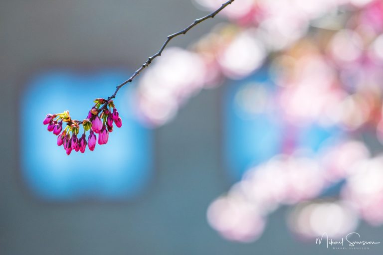 Körsbärsträd i Mölndal. Foto: Mikael Svensson, www.mikaelsvensson.com