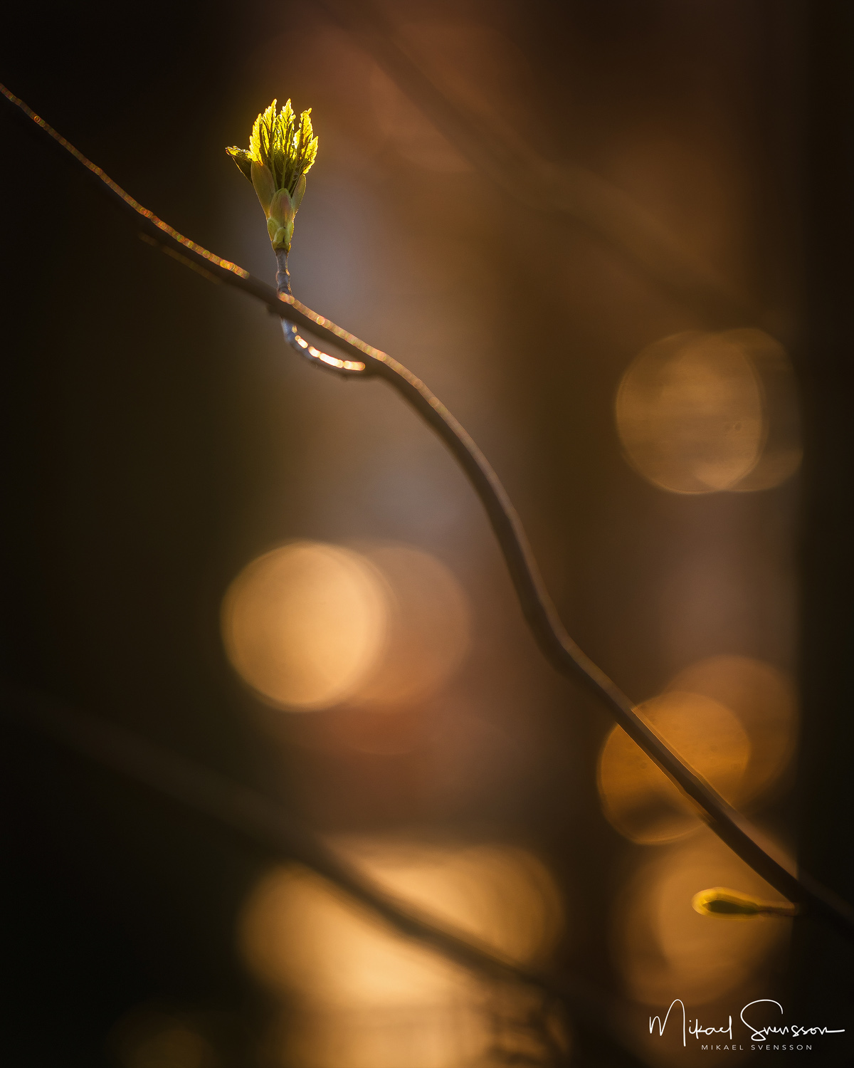 Ekekullen, Mölndal. Foto: Mikael Svensson, www.mikaelsvensson.com