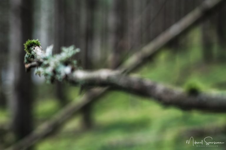 Mossa vid Isaberg, Småland.