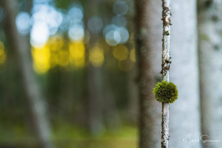 Mossa i Trollskogen, Isaberg, Småland. Foto: Mikael Svensson, www.mikaelsvensson.com