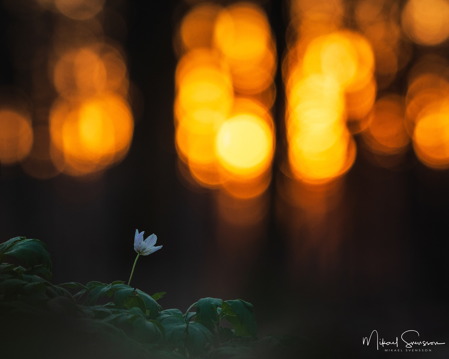 Vitsippa vid Rådasjöns Naturreservat, Mölnlycke, Sweden. Foto: Mikael Svensson, www.mikaelsvensson.com