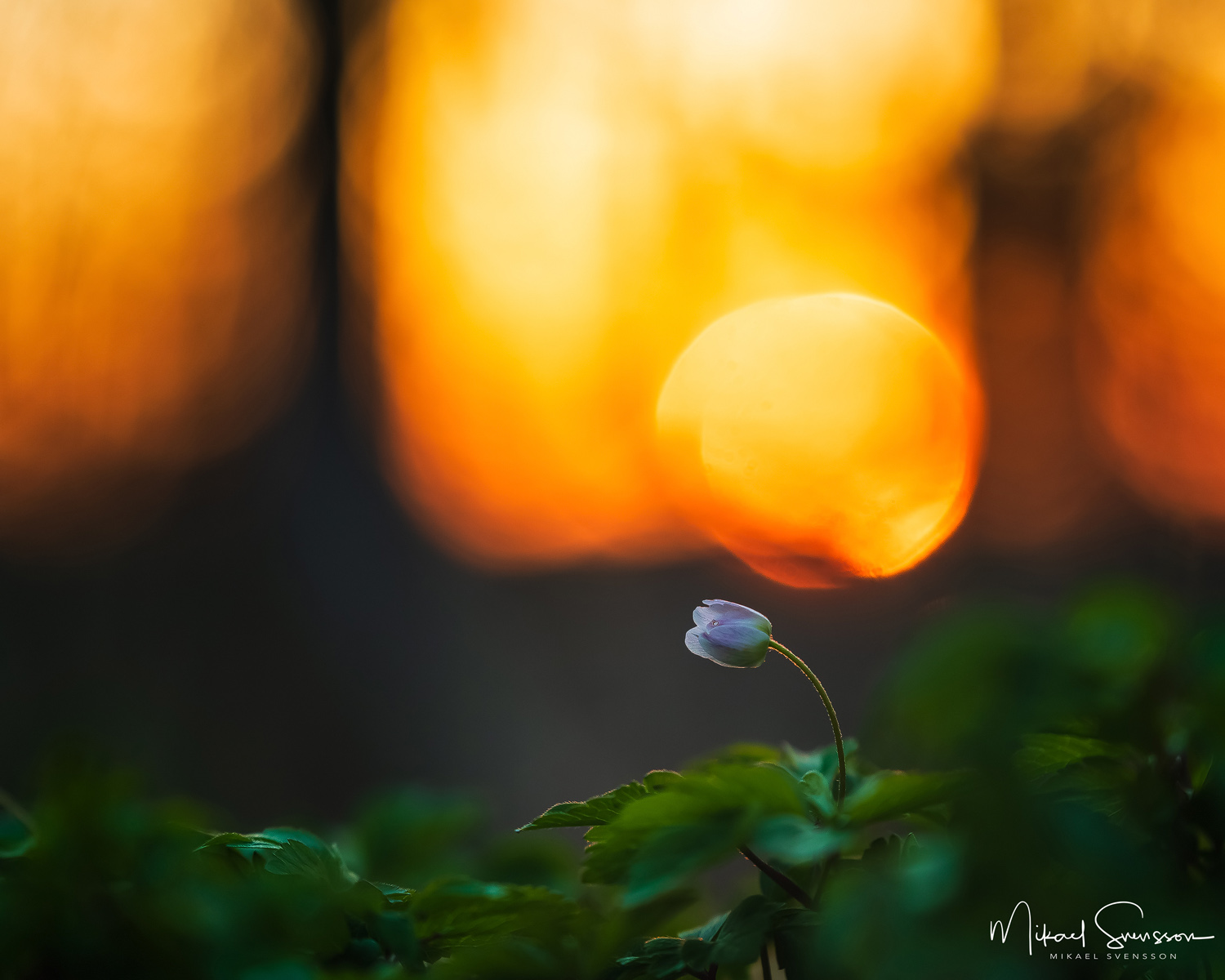 Vitsippa vid solnedgång. Lindome, Mölndal.