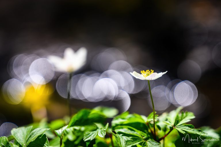 Virsippa vid Peppared, Mölndal. Foto: Mikael Svensson, www.mikaelsvensson.com