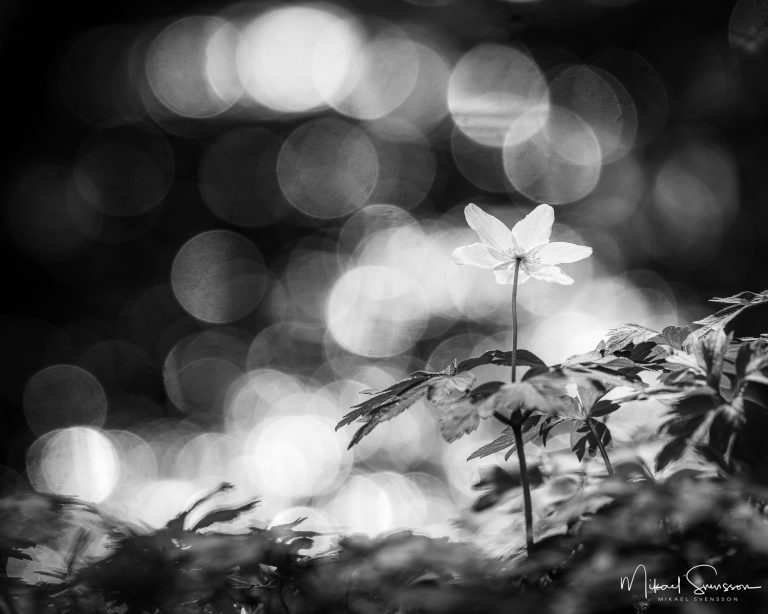 Vitsippa vid Livered, Kållered.