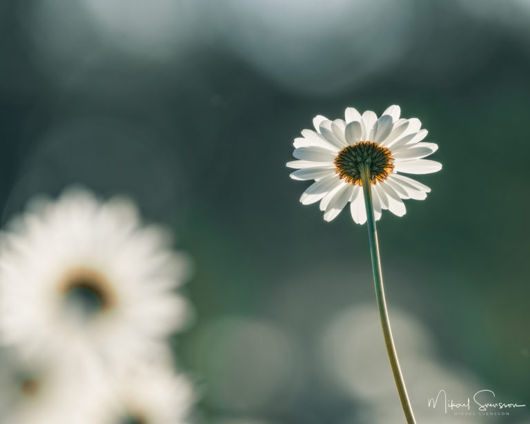 23 May 2019. Mölndal, Sweden.