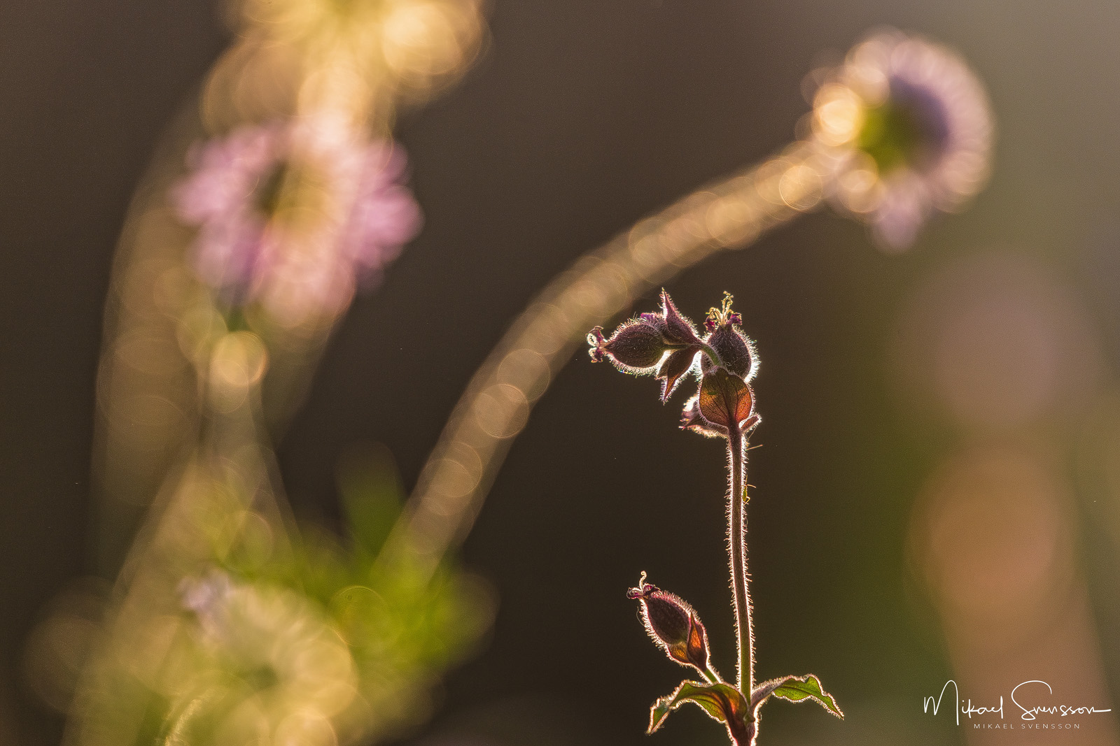 Kulparken, Mölndal. Foto: Mikael Svensson, www.mikaelsvensson.com