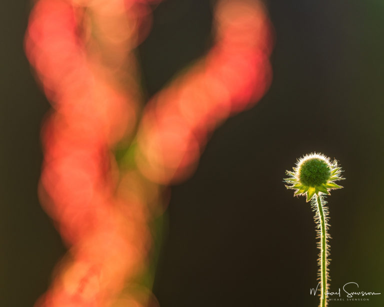 Kulparken, Mölndal, Sweden. Foto: Mikael Svensson, www.mikaelsvensson.com
