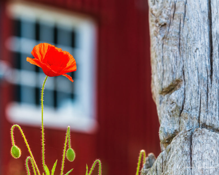 Vallmo blomma vid Råbäck, Kinnekulle, Sweden. Foto: Mikael Svensson, www.mikaelsvensson.com