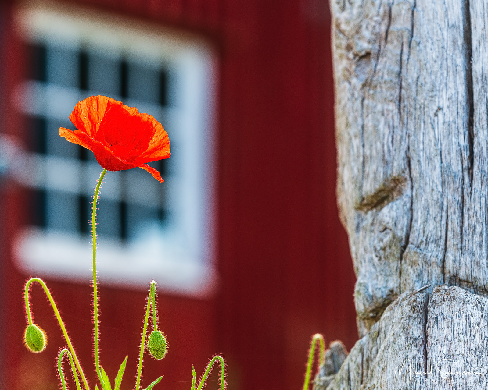 Vallmo blomma vid Råbäck, Kinnekulle, Sweden. Foto: Mikael Svensson, www.mikaelsvensson.com