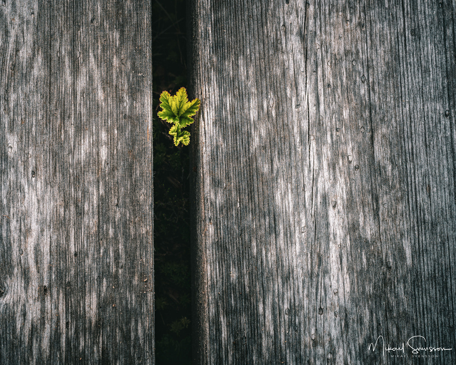 Ligusterhecke Schneiden Wann Und Wie Mit Dieser Anleitung