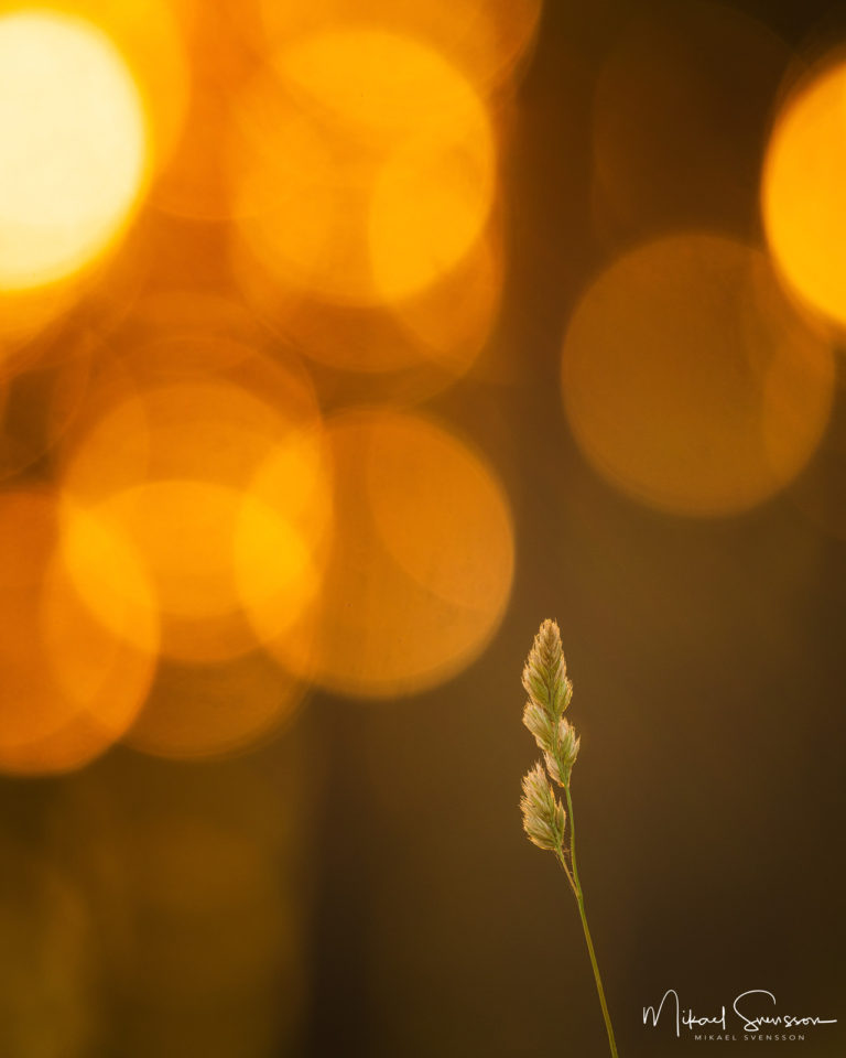 Strå vid solnedgång. Lindome, Mölndal.