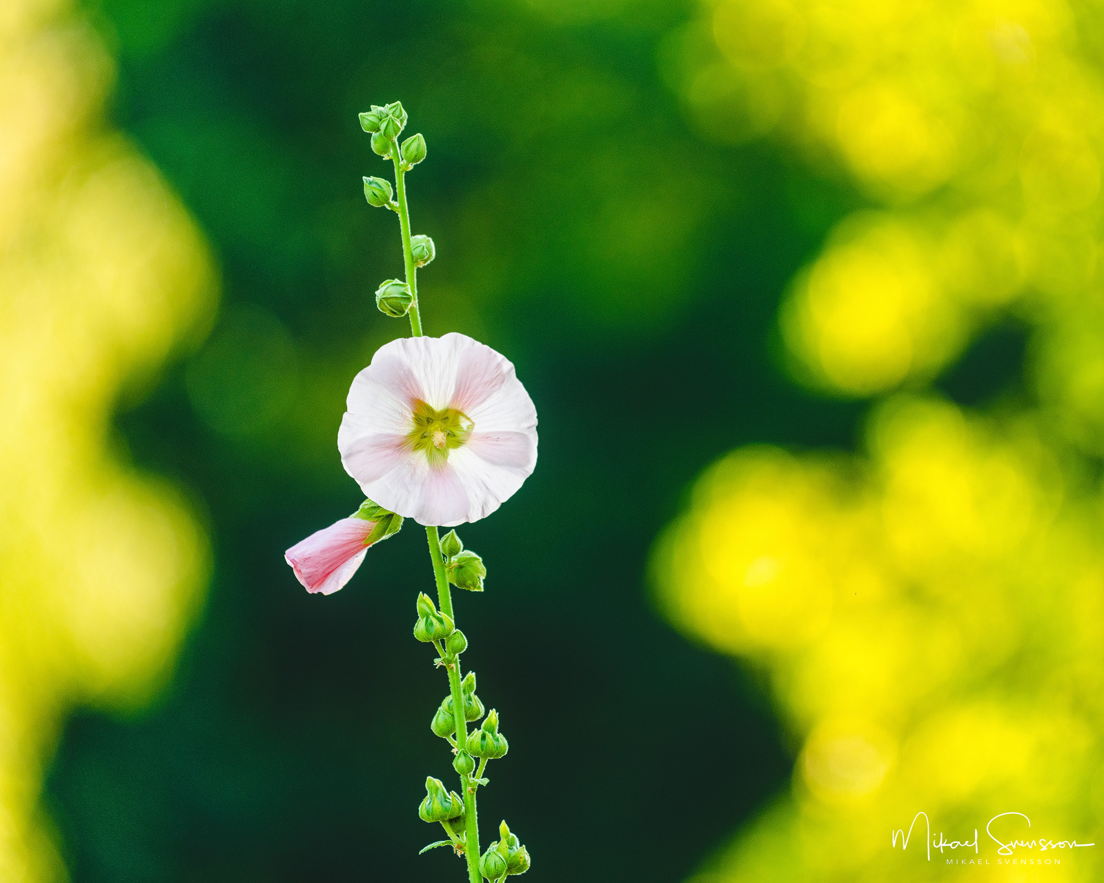 Örtaträdgården Borago, Åtvidaberg, Sweden. Foto: Mikael Svensson, www.mikaelsvensson.com