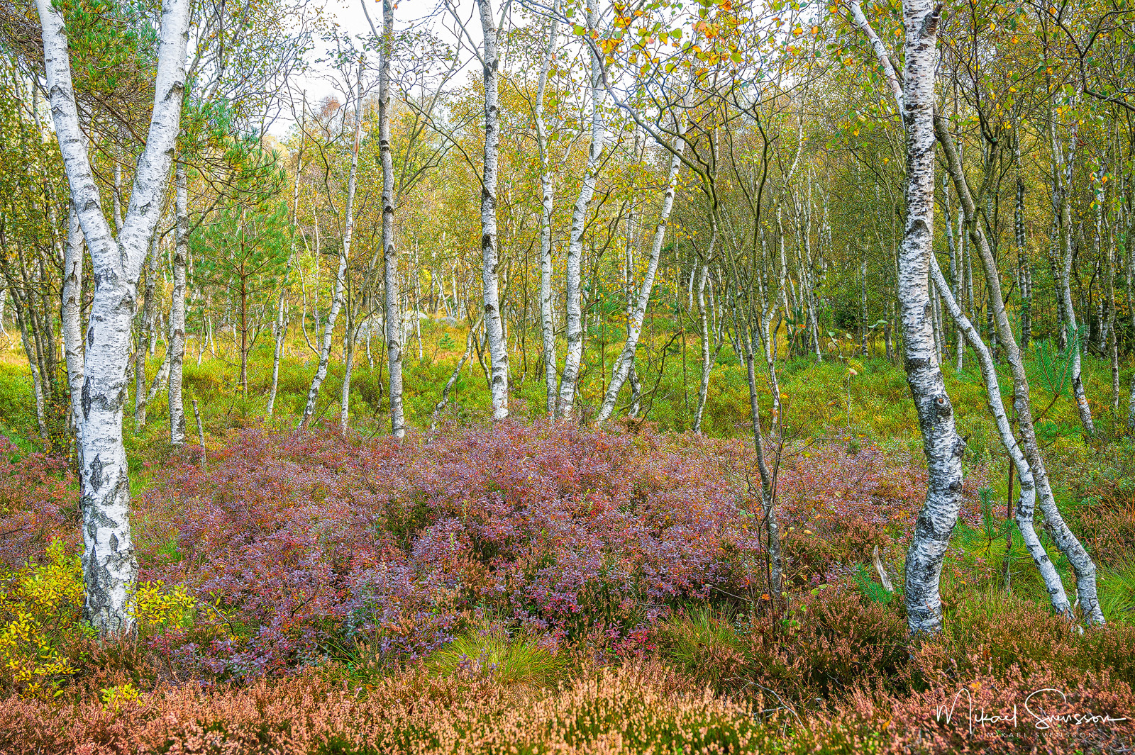 Sisjön, Mölndal, Sweden. Foto: Mikael Svensson, www.mikaelsvensson.com