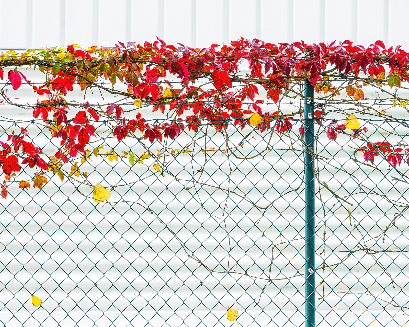 Höstfärger vid Åbro industriområde, Mölndal.