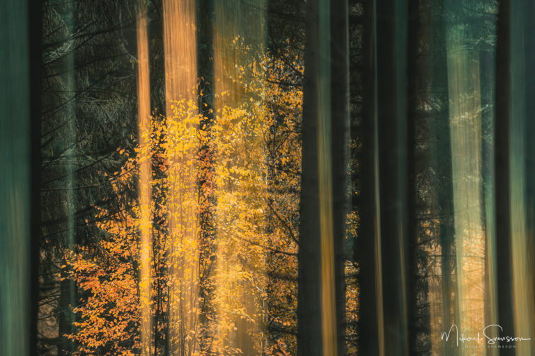 Höstfärger i Gunnebo skogen, Mölndal.