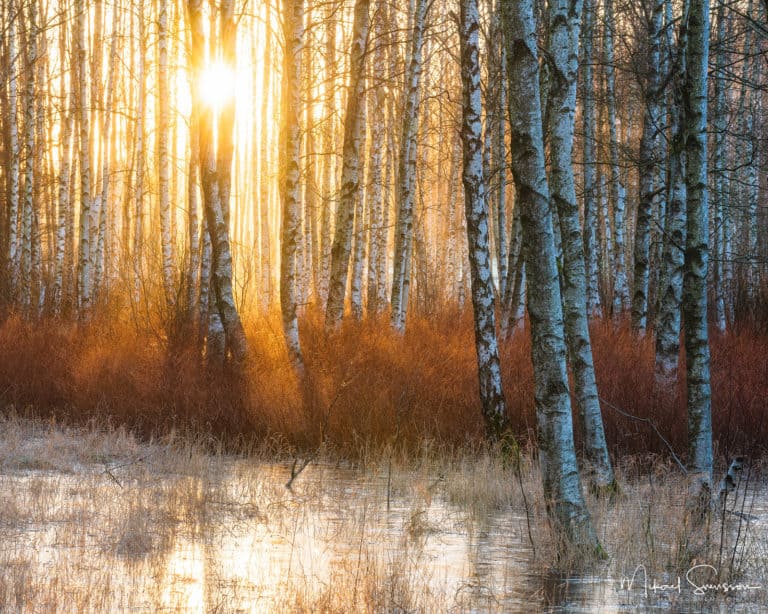Soluppgång vid Gunnebo Kulturreservat