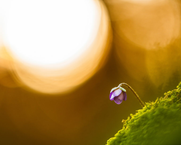 Blåsippa i Tjolöholm, Halland.