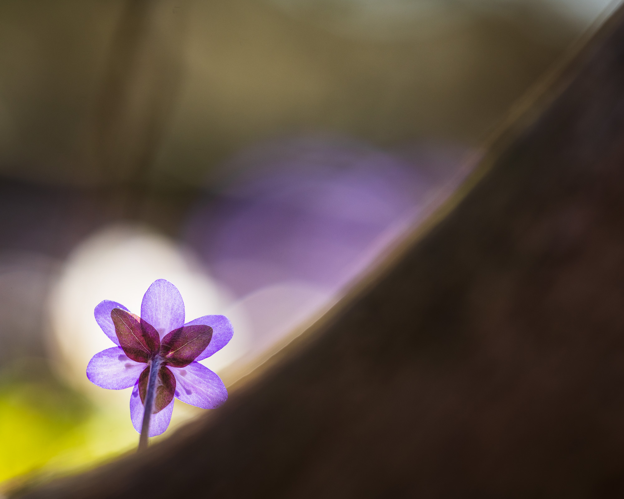 Blåsippa vid Tjolöholm, Kungsbacka kommun.