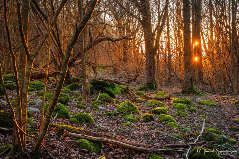 Solnedgång vid Hördalens naturreservat, Kungsbacka kommun.