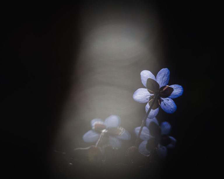 Blåsippa vid Tjolöholm, Halland.