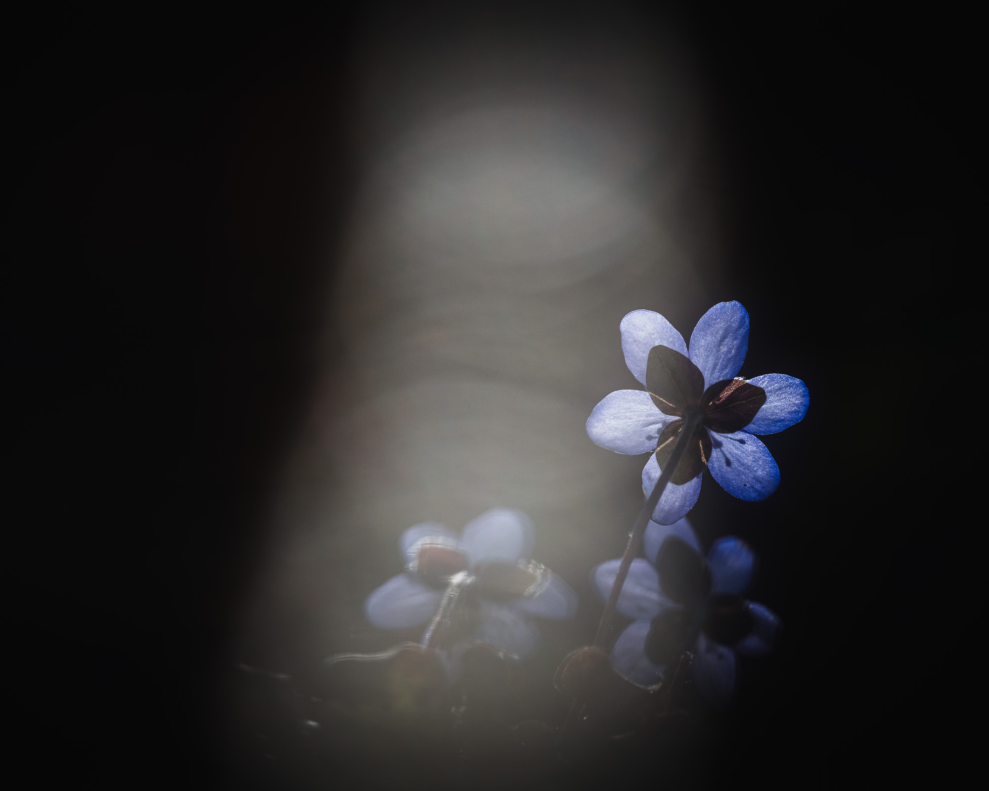 Blåsippa vid Tjolöholm, Halland.