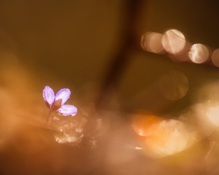 Blåsippa vid Kallhed, Hisingen.