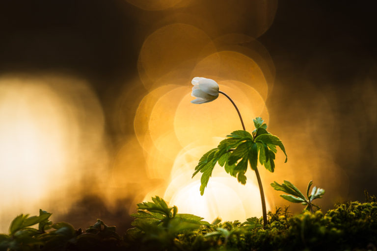 Vitsippa vid Livered, Mölndal.