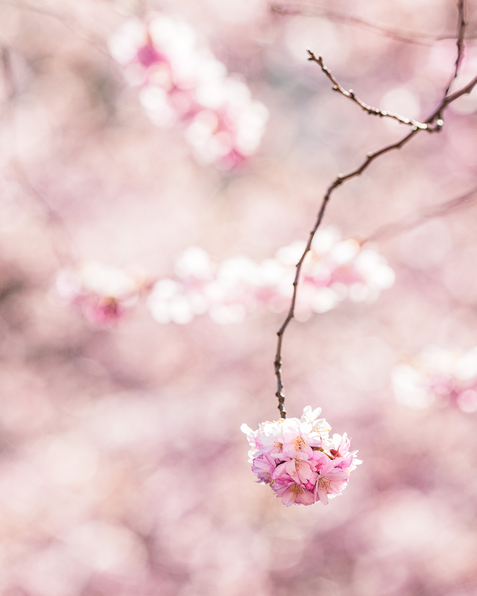 Körsbärsblomning i Göteborg