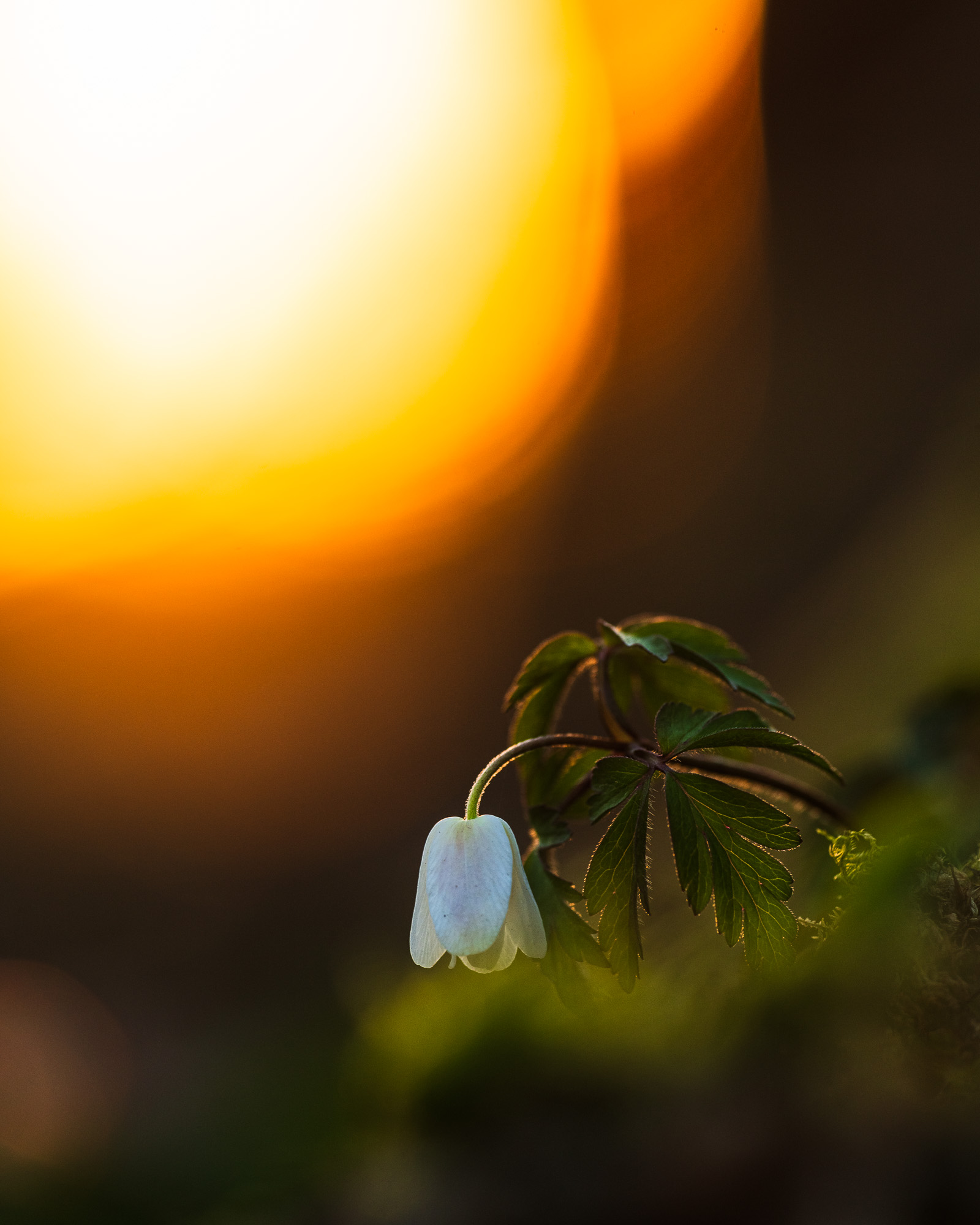 Vitsippa i solnedgång