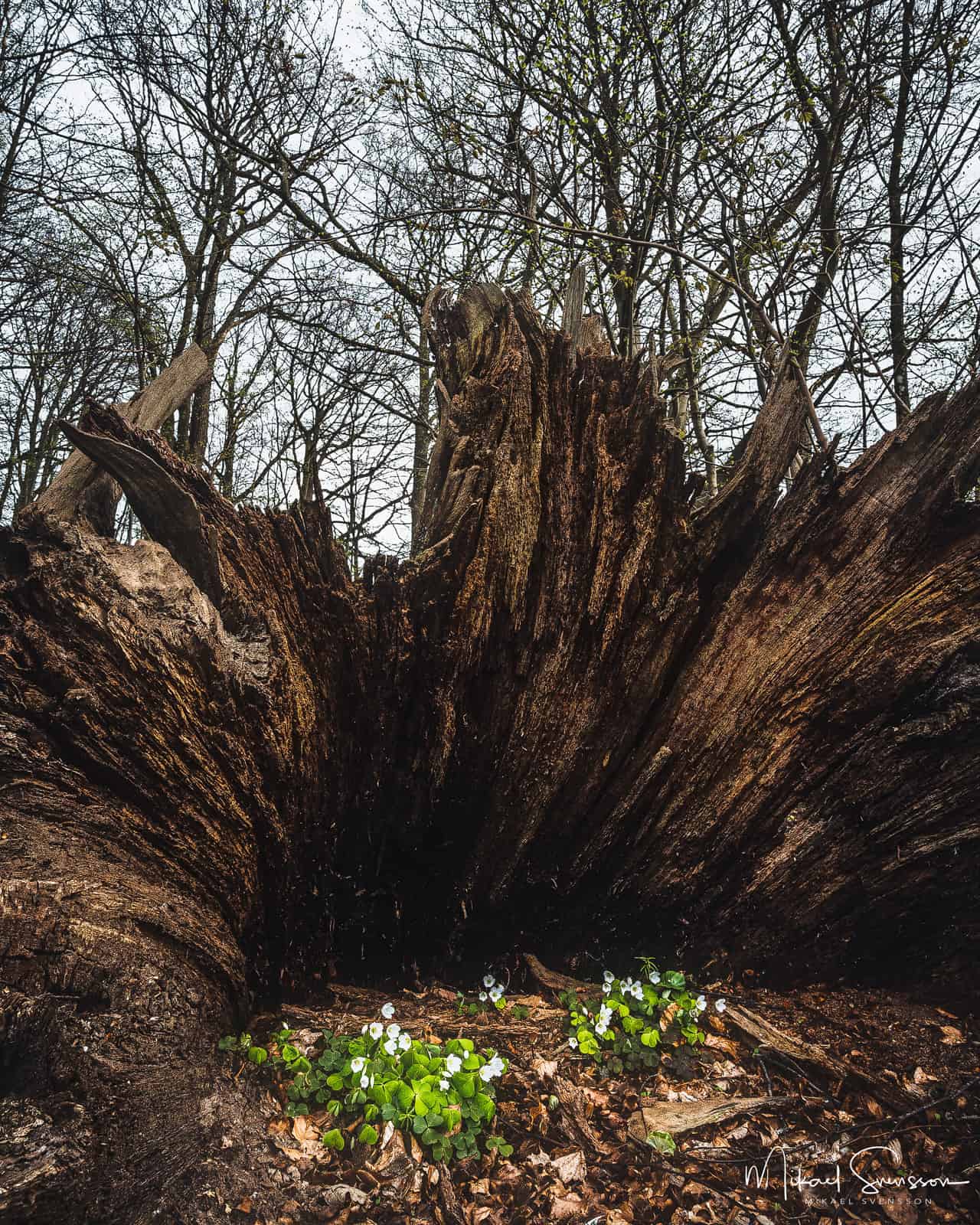 Lackarebäck, Mölndal.