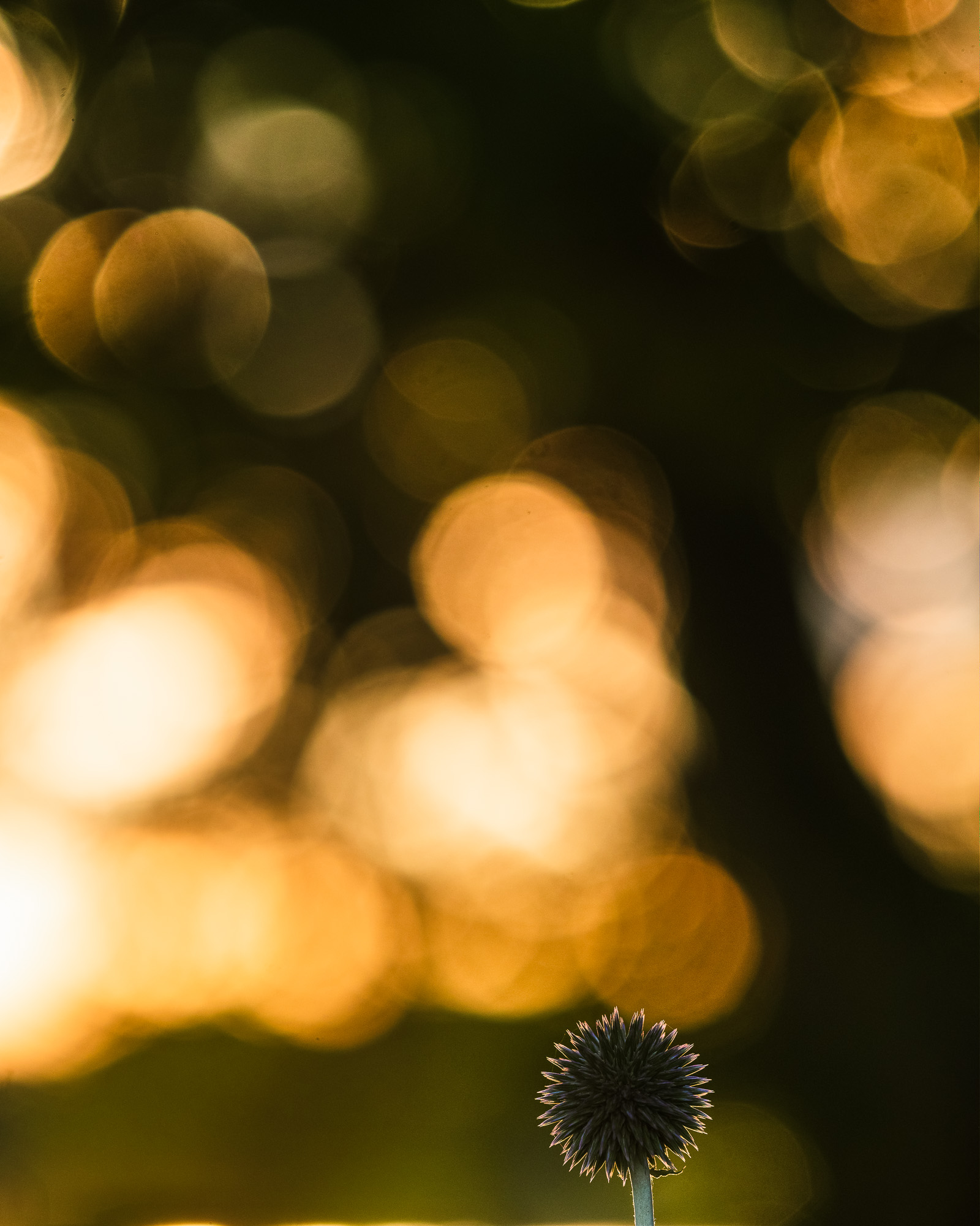 Örtagården, Åtvodaberg